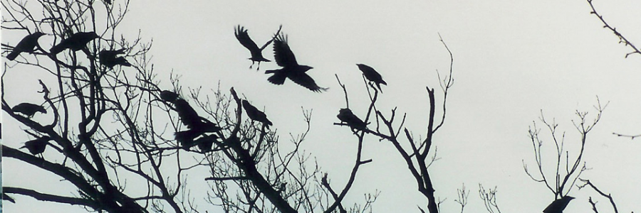 Cover image for post CROWS, by AMcKeown