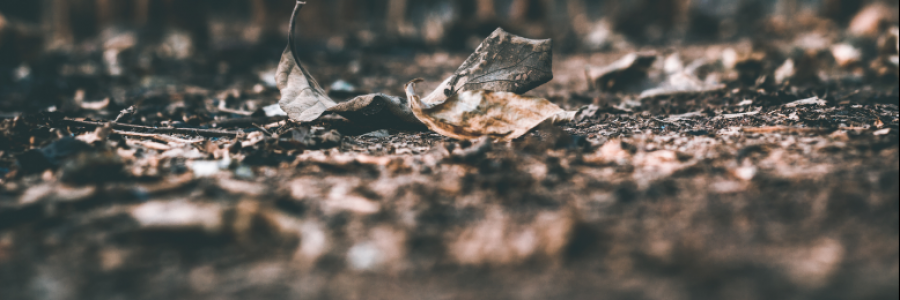 Cover image for post Ashes, by MidnightEmber