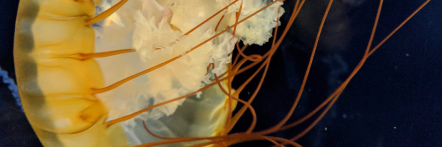 Cover image for post Profound Vessel, by BeautifulTerror