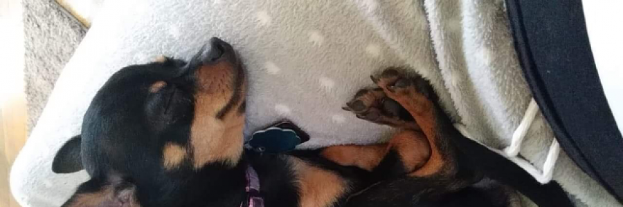 Cover image for post Chihuahuas, by Napk1nz