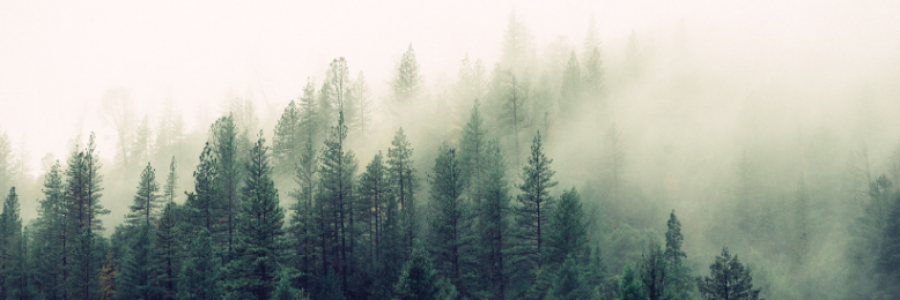 Cover image for post Forests Fade, by Aletifer