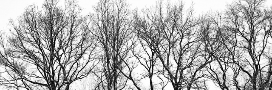 Cover image for post Winter, by FallenWinter