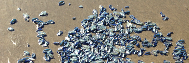 Cover image for post Untitled, by charlotte