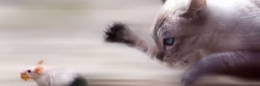 Cover image for post Cat and Mouse, by austriangirl