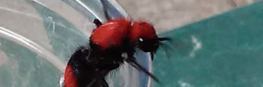 Cover image for post Cow Killer, by HTroy