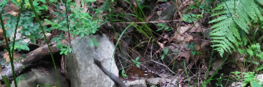 Cover image for post Serpent seed in the belly of the beast..., by TekkZilla