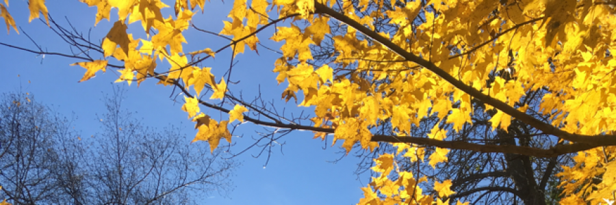 Cover image for post Untitled, by letitbewild