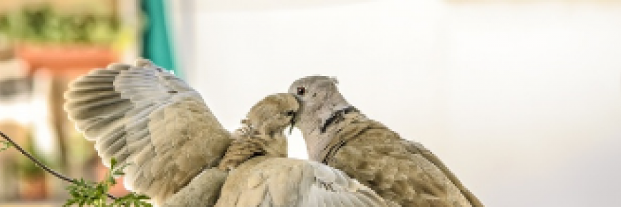 Cover image for post On the Second Day of Christmas, by 2Bamboopanda