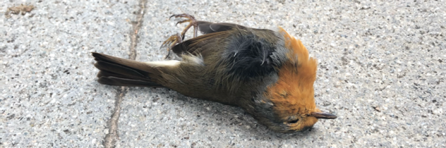 Cover image for post Untitled, by jotatsu