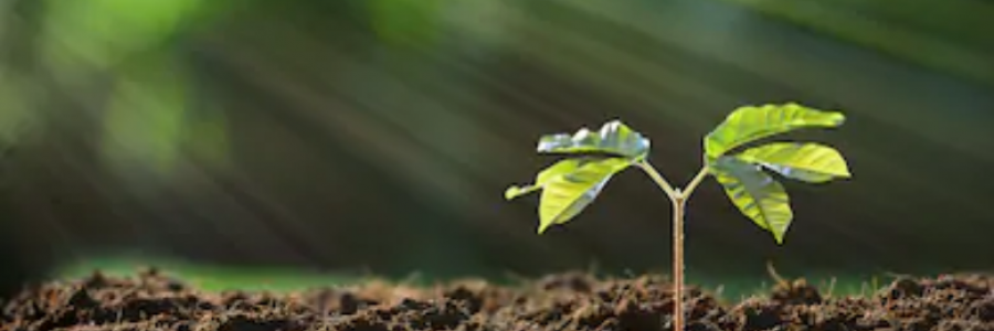 Cover image for post Gift no. 1, by Lepakko