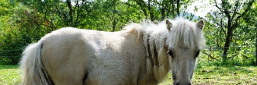 Cover image for post Raelia and Altius, by 2Bamboopanda