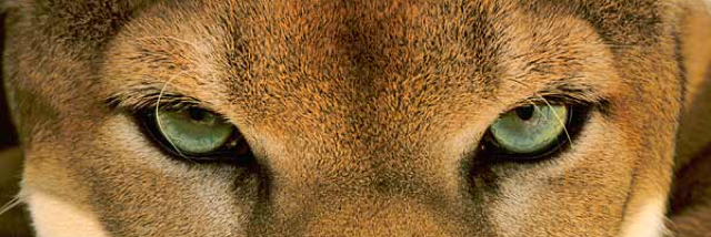 Cover image for post A Noir Kind of Love, by SteveScott