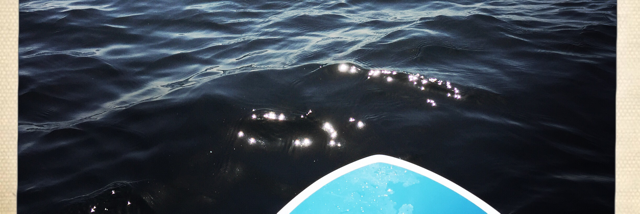 Cover image for post Surf and slam, by JeffStewart