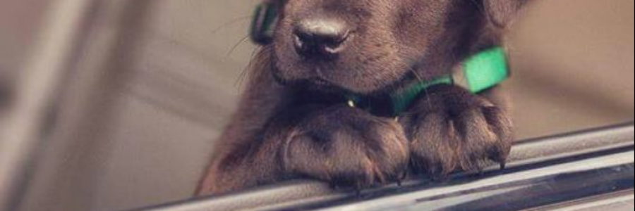 Cover image for post on the first day of Christmas..., by anarosewood