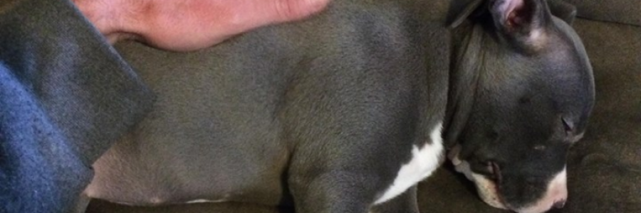 Cover image for post My Mona, by Rocco