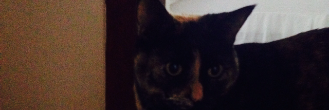 Cover image for post Mango, by Gymnastics