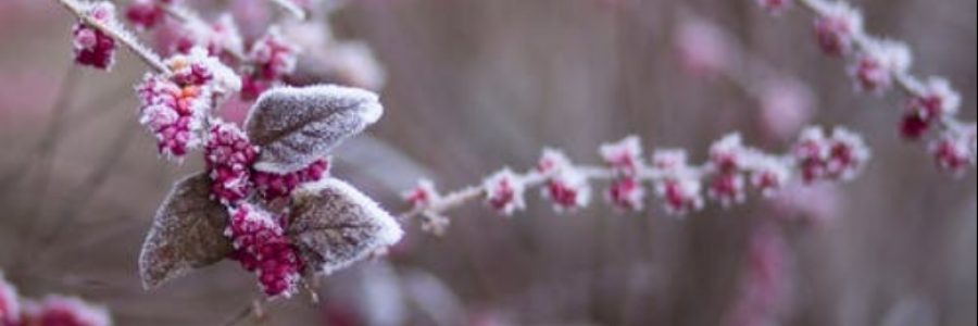 Cover image for post Old Year Out/New Year In, by IvyBee