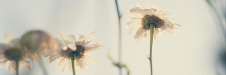 Cover image for post lazy day, by IvyBee