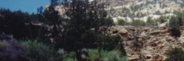 Cover image for post Pinyon and Juniper, by lillith665