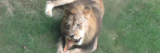 Cover image for post The Dragon King., by Lanie