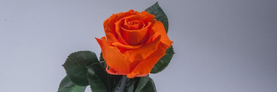 Cover image for post Guilt, by JoeySun