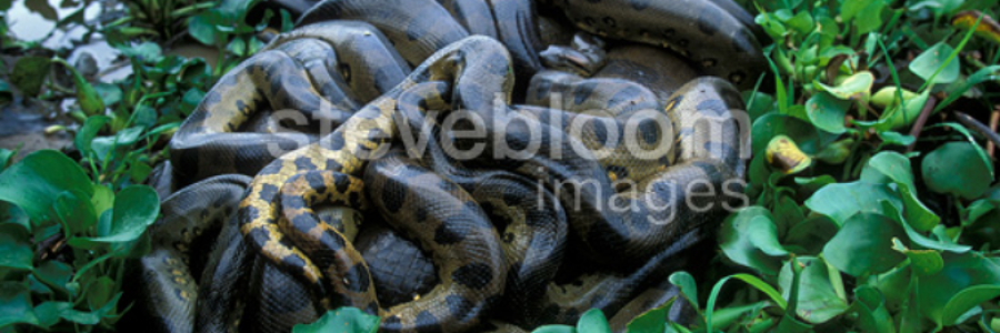 Cover image for post Napalm gifts of trolling for reality, by BloodforInk