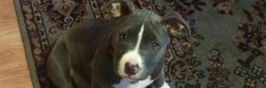 Cover image for post A.P.B.T., by Rocco