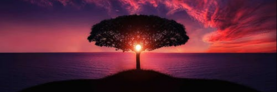 Cover image for post ...sitting in a tree..., by IvyBee