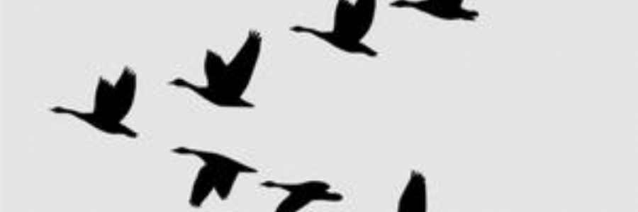 Cover image for post Aerial Game, by Thrashford