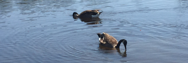 Cover image for post Meditation, by emilypeterson68