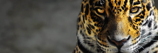 Cover image for post The Predator's Prayer, by iamnxgrc