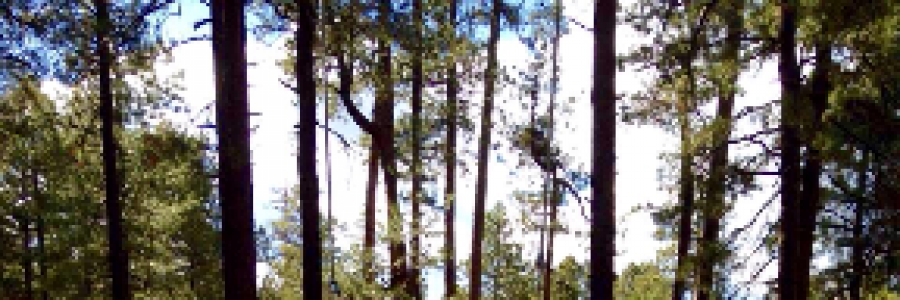 Cover image for post The Swing Spot, by Mazzmyrrheyes