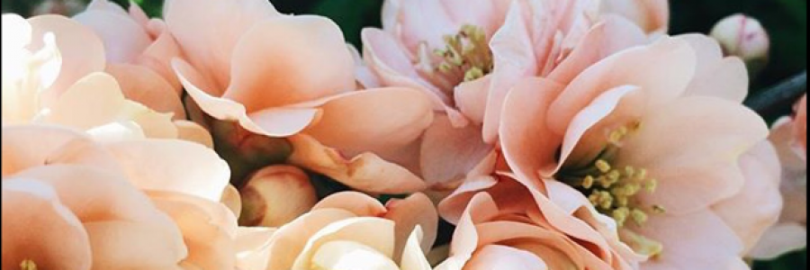 Cover image for post Enchanted, by Dkf117