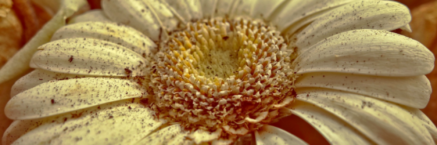 Cover image for post I Just Can't Stop, by chainedinshadow