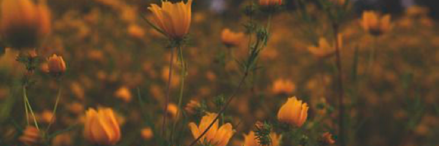 Cover image for post A Work in Progress, by laburnum