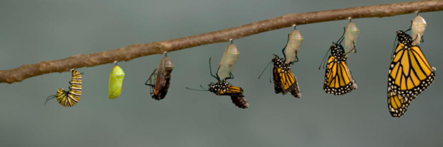 Cover image for post Change, by austriangirl