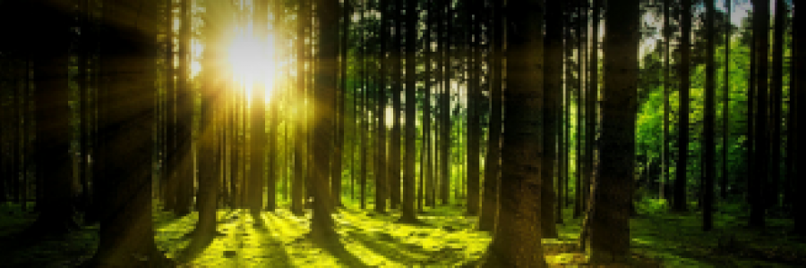 Cover image for post Magic in Nature, by 2Bamboopanda