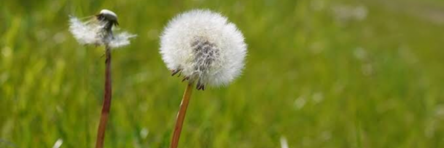 Cover image for post Weeds, by Ritika