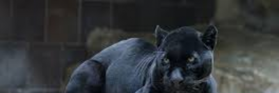 Cover image for post Mistake..., by karshu