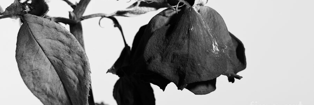 Cover image for post Opposing Forces, by PumpkinOfGlory