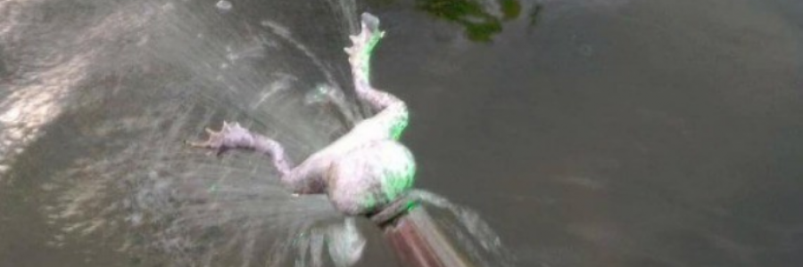 Cover image for post Two Truths and a Lie, by the_yeasty_boys