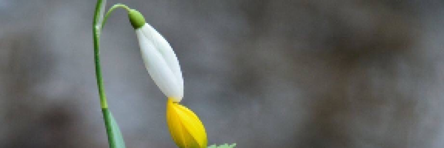 Cover image for post First of Many Years, by Mazzmyrrheyes