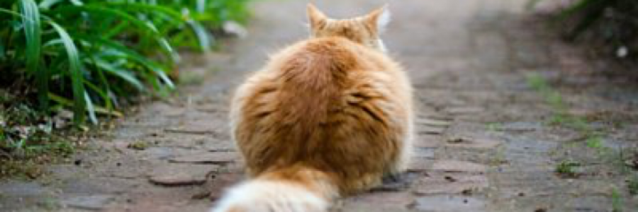 Cover image for post My catstail, by Lovehurts