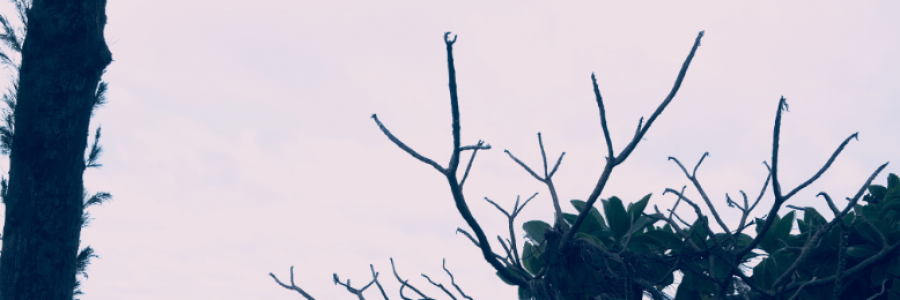 Cover image for post Dissertation; The Hawaiian Will: Captive or Free?, by TsarReforma101