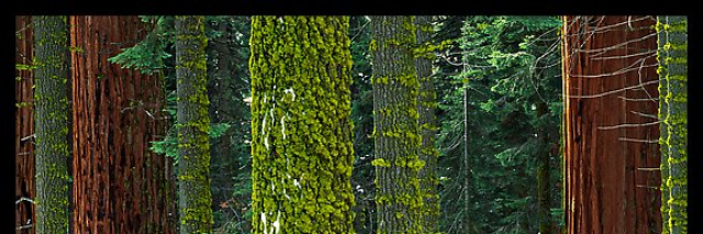 Cover image for post Woods, by minneapolis