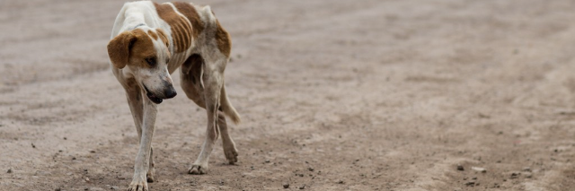 Cover image for post Lost Love, by WriterAtHeart