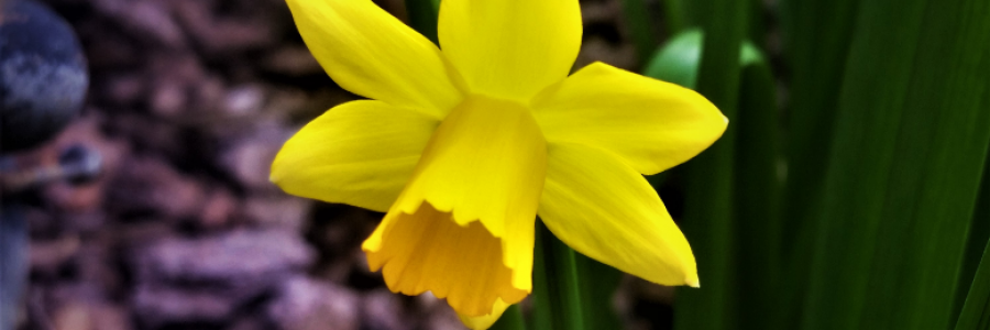 Cover image for post The Flower, by ennord