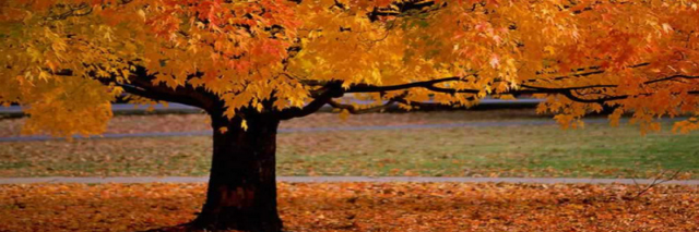 Cover image for post Tree, by Rev_Frenchie