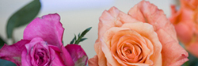 Cover image for post On Roses, by pogomcl