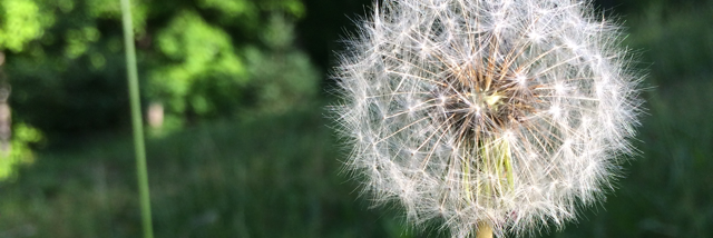 Cover image for post want., by Lambyisthe1